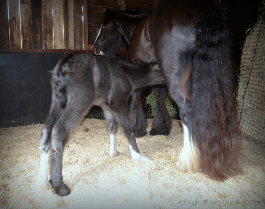 This mare is an amazing mother!
