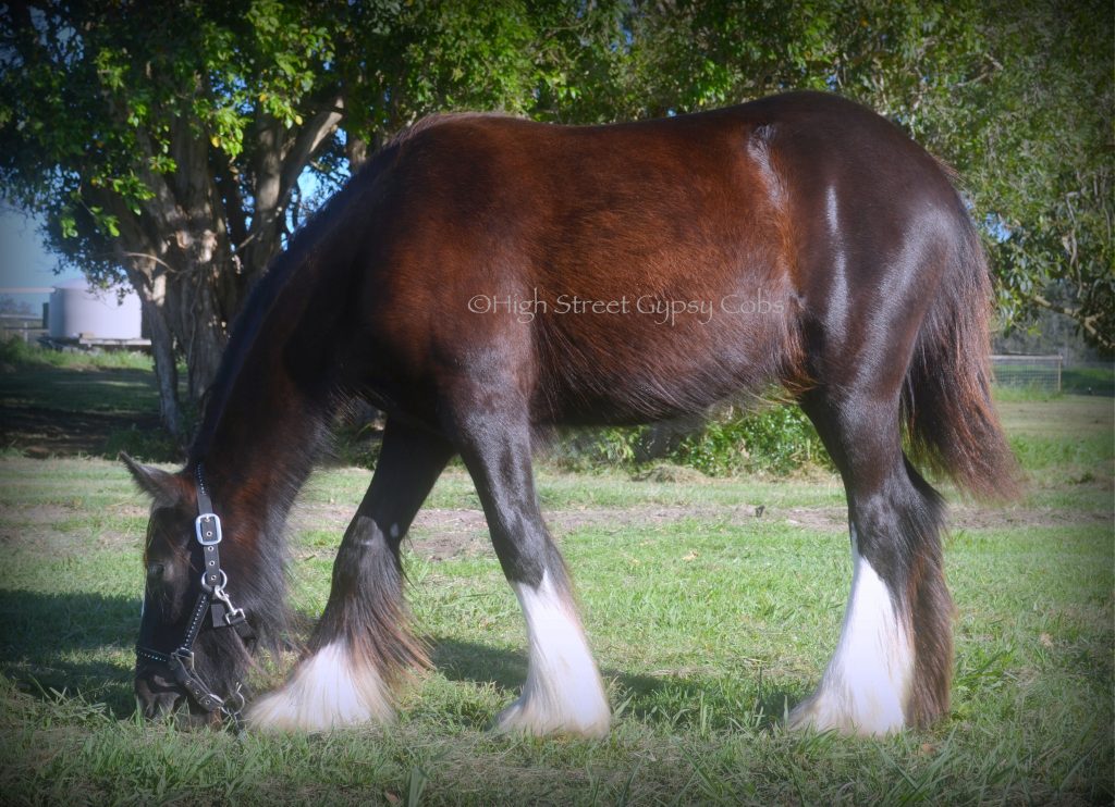 High Street's Horseshoe's The Black Madonna For Sale, gypsy cob for sale australia, high street gypsy cobs, heavy horses australia, gypsy vanner, Irish Tinker, Romany Cob,