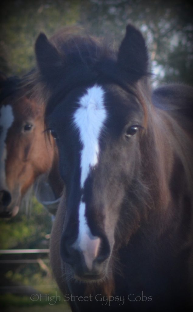 High Street's Horseshoe's The Black Madonna For Sale, gypsy cob for sale australia, high street gypsy cobs, heavy horses australia, gypsy vanner, Irish Tinker, Romany Cob, black gypsy cob, gypsy cob filly, gypsy cob stud australia, The Horseshoe Stallion, Horses for sale australia 