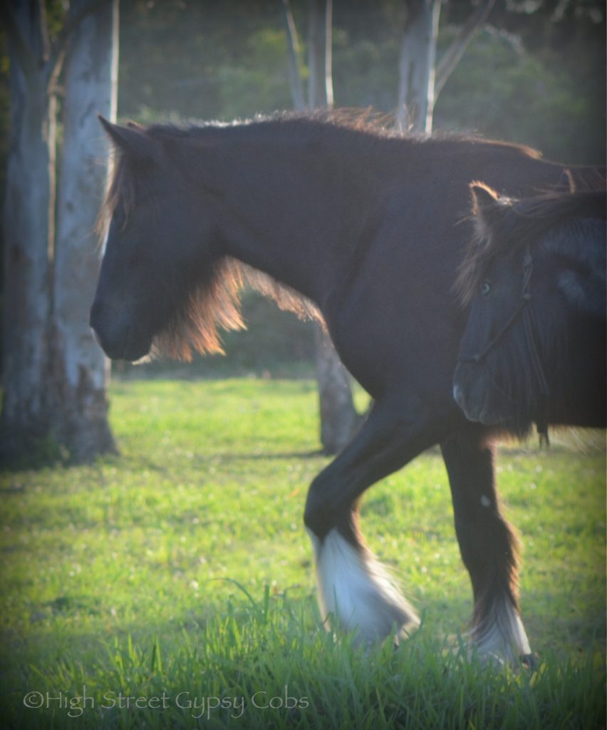 High Street's Horseshoe's The Black Madonna For Sale, gypsy cob for sale australia, high street gypsy cobs, heavy horses australia, gypsy vanner, Irish Tinker, Romany Cob, black gypsy cob, gypsy cob filly, gypsy cob stud australia, The Horseshoe Stallion, Horses for sale australia 