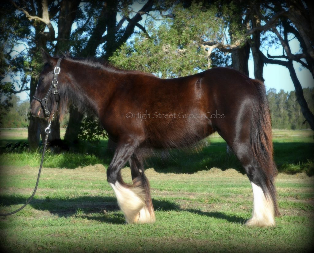 High Street's Horseshoe's The Black Madonna For Sale, gypsy cob for sale australia, high street gypsy cobs, heavy horses australia, gypsy vanner, Irish Tinker, Romany Cob, black gypsy cob, gypsy cob filly, gypsy cob stud australia, The Horseshoe Stallion, Horses for sale australia 