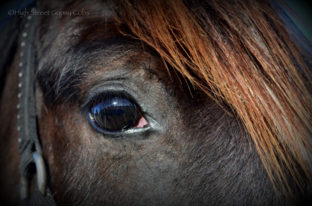 High Street's Horseshoe's The Black Madonna For Sale, gypsy cob for sale australia, high street gypsy cobs, heavy horses australia, gypsy vanner, Irish Tinker, Romany Cob, black gypsy cob, gypsy cob filly, gypsy cob stud australia, The Horseshoe Stallion, Horses for sale australia 