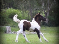 Gypsy cob for sale australia, part bred gypsy cob, gypsy vanner, gypsy horse, filly, foal, performance horse, High Street Gypsy Cobs Australia