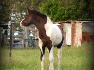 Gypsy cob for sale australia, part bred gypsy cob, gypsy vanner, gypsy horse, filly, foal, performance horse, High Street Gypsy Cobs Australia