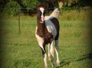 Gypsy cob for sale australia, part bred gypsy cob, gypsy vanner, gypsy horse, filly, foal, performance horse, High Street Gypsy Cobs Australia