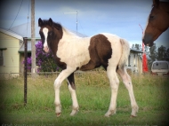 Gypsy cob for sale australia, part bred gypsy cob, gypsy vanner, gypsy horse, filly, foal, performance horse, High Street Gypsy Cobs Australia