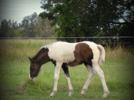 Gypsy cob for sale australia, part bred gypsy cob, gypsy vanner, gypsy horse, filly, foal, performance horse, High Street Gypsy Cobs Australia