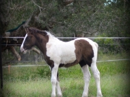 Gypsy cob for sale australia, part bred gypsy cob, gypsy vanner, gypsy horse, filly, foal, performance horse, High Street Gypsy Cobs Australia