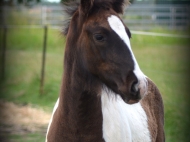 Gypsy cob for sale australia, part bred gypsy cob, gypsy vanner, gypsy horse, filly, foal, performance horse, High Street Gypsy Cobs Australia