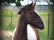 Gypsy cob for sale australia, part bred gypsy cob, gypsy vanner, gypsy horse, filly, foal, performance horse, High Street Gypsy Cobs Australia
