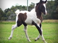 Gypsy cob for sale australia, part bred gypsy cob, gypsy vanner, gypsy horse, filly, foal, performance horse, High Street Gypsy Cobs Australia