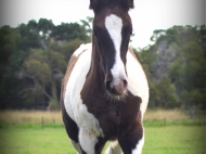 Gypsy cob for sale australia, part bred gypsy cob, gypsy vanner, gypsy horse, filly, foal, performance horse, High Street Gypsy Cobs Australia