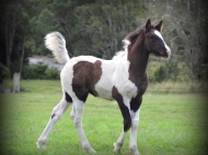 Gypsy cob for sale australia, part bred gypsy cob, gypsy vanner, gypsy horse, filly, foal, performance horse, High Street Gypsy Cobs Australia