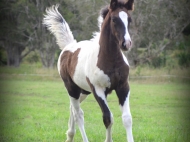Gypsy cob for sale australia, part bred gypsy cob, gypsy vanner, gypsy horse, filly, foal, performance horse, High Street Gypsy Cobs Australia