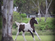 Gypsy cob for sale australia, part bred gypsy cob, gypsy vanner, gypsy horse, filly, foal, performance horse, High Street Gypsy Cobs Australia