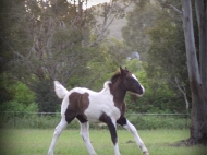 Gypsy cob for sale australia, part bred gypsy cob, gypsy vanner, gypsy horse, filly, foal, performance horse, High Street Gypsy Cobs Australia