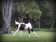 Gypsy cob for sale australia, part bred gypsy cob, gypsy vanner, gypsy horse, filly, foal, performance horse, High Street Gypsy Cobs Australia