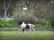 Gypsy cob for sale australia, part bred gypsy cob, gypsy vanner, gypsy horse, filly, foal, performance horse, High Street Gypsy Cobs Australia