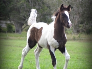 Gypsy cob for sale australia, part bred gypsy cob, gypsy vanner, gypsy horse, filly, foal, performance horse, High Street Gypsy Cobs Australia