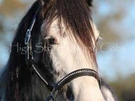 Blue Sabino Gypsy Cob mare, Autumn Skye of High Street Gypsy Cobs Australia, Gypsy Horse, Gypsy Vanner, For Sale.