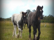 Gypsy Cob for sale Australia, Gypsy Horse, Blue roan tobiano, High Street's Blue Jay, Gypsy Vanner at High Street Gypsy Cobs, Tinker Horse, Irish Tinker, Irish Cob for sale