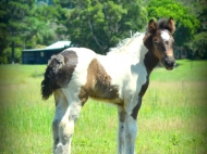 Gypsy Cob for sale Australia, Gypsy Horse, Blue roan tobiano, High Street's Blue Jay, Gypsy Vanner at High Street Gypsy Cobs, Tinker Horse, Irish Tinker, Irish Cob for sale