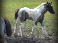 blue-jay_0498-2Gypsy Cob for sale Australia, Gypsy Horse, Blue roan tobiano, High Street's Blue Jay, Gypsy Vanner at High Street Gypsy Cobs, Tinker Horse, Irish Tinker, Irish Cob for sale