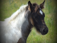 Gypsy Cob for sale Australia, Gypsy Horse, Blue roan tobiano, High Street's Blue Jay, Gypsy Vanner at High Street Gypsy Cobs, Tinker Horse, Irish Tinker, Irish Cob for sale