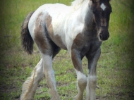 Gypsy Cob for sale Australia, Gypsy Horse, Blue roan tobiano, High Street's Blue Jay, Gypsy Vanner at High Street Gypsy Cobs, Tinker Horse, Irish Tinker, Irish Cob for sale