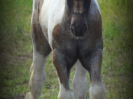 Gypsy Cob for sale Australia, Gypsy Horse, Blue roan tobiano, High Street's Blue Jay, Gypsy Vanner at High Street Gypsy Cobs, Tinker Horse, Irish Tinker, Irish Cob for sale