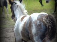 Gypsy Cob for sale Australia, Gypsy Horse, Blue roan tobiano, High Street's Blue Jay, Gypsy Vanner at High Street Gypsy Cobs, Tinker Horse, Irish Tinker, Irish Cob for sale