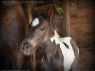 Gypsy Cob for sale Australia, Gypsy Horse, Blue roan tobiano, High Street's Blue Jay, Gypsy Vanner at High Street Gypsy Cobs, Tinker Horse, Irish Tinker, Irish Cob for sale