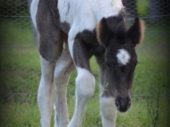 Gypsy Cob for sale Australia, Gypsy Horse, Blue roan tobiano, High Street's Blue Jay, Gypsy Vanner at High Street Gypsy Cobs, Tinker Horse, Irish Tinker, Irish Cob for sale