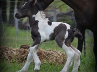 Gypsy Cob for sale Australia, Gypsy Horse, Blue roan tobiano, High Street's Blue Jay, Gypsy Vanner at High Street Gypsy Cobs, Tinker Horse, Irish Tinker, Irish Cob for sale