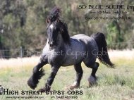 Gypsy Cob, Gypsy horse, for sale, Gypsy Vanner, Gypsy Horse, Blue Roan Stallion at Stud Australia, at High Street Gypsy Cobs Australia. SD Blue Suede Imp UK.