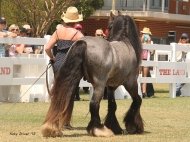Gypsy Cob, Gypsy horse, for sale, Gypsy Vanner, Gypsy Horse, Blue Roan Stallion at Stud Australia, at High Street Gypsy Cobs Australia. SD Blue Suede Imp UK.
