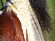 Gypsy Cob for sale, Gypsy cob, Gypsy Horse for sale, Gypsy Vanner for sale at High Street Gypsy Cobs. Gypsy Cob, Gypsy Horse Stallion. Gypsy Cob Stallion at stud Australia  at High Street Gypsy Cobs TS Boester at Gatton
