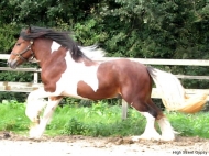 Gypsy Cob for sale, Gypsy cob, Gypsy Horse for sale, Gypsy Vanner for sale at High Street Gypsy Cobs. Gypsy Cob, Gypsy Horse Stallion. Gypsy Cob Stallion at stud Australia  at High Street Gypsy CobsITS Boester