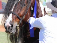 Gypsy Cob for sale, Gypsy cob, Gypsy Horse for sale, Gypsy Vanner for sale at High Street Gypsy Cobs. Gypsy Cob, Gypsy Horse Stallion. Gypsy Cob Stallion at stud Australia  at High Street Gypsy Cobs ITS Boester takes 1st place is Gypsy Cob Stallion @ gatton Clydesdale & heavy Horse Field Day.