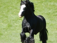 Gypsy Cob for sale,Gypsy cob, Gypsy Horse for sale, Gypsy Vanner for sale at High Street Gypsy Cobs. Gypsy Horse.  Gypsy Cob at High Street Gypsy Cobs Australia.  Calamity Jane's Sire - Davey Ward's Black Stallion