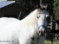 Gypsy Cob mare, Red sabino Gypsy Horse, Gypsy vanner, Irish cob at High Street Gypsy Cobs, For Sale.