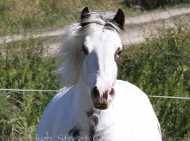 Gypsy Cob mare, Red sabino Gypsy Horse, Gypsy vanner, Irish cob at High Street Gypsy Cobs, For Sale.