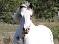 Gypsy Cob mare, Red sabino Gypsy Horse, Gypsy vanner, Irish cob at High Street Gypsy Cobs, For Sale.