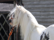 Gypsy Cob for sale,Gypsy cob, Gypsy Horse for sale, Gypsy Vanner for sale at High Street Gypsy Cobs, Gypsy Horse.  Gypsy Cob at High Street Gypsy Cobs Australia. Odonata of High Street.