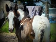 Gypsy cob for sale Australia, tobiabo,  pinto, Foal, colt, Gypsy Horse, Gypsy vanner,  at High Street Gypsy Cobs Australia