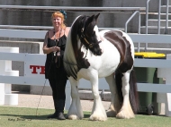 Sweetcheeks of High Street Gypsy Cobs at Equitana Sydney, Gypsy Cob Mare, Gypsy Horse mare, Gypsy Vanner mare, Pinto at High Street Gypsy Cobs