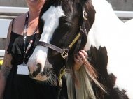 Sweetcheeks of High Street Gypsy Cobs at Equitana Sydney, Gypsy Cob Mare, Gypsy Horse mare, Gypsy Vanner mare, Pinto at High Street Gypsy Cobs