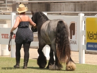 Blue roan Gypsy Cob Stallion, Blue Roan Gypsy Horse Stallion at stud , Blue roan Gypsy Vanner at High Street Gypsy Cobs Australia.