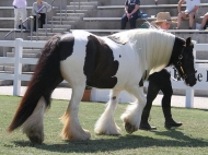 Sweetcheeks of High Street Gypsy Cobs at Equitana Sydney, Gypsy Cob Mare, Gypsy Horse mare, Gypsy Vanner mare, Pinto at High Street Gypsy Cobs