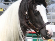 Sweetcheeks of High Street Gypsy Cobs at Equitana Sydney, Gypsy Cob Mare, Gypsy Horse mare, Gypsy Vanner mare, Pinto at High Street Gypsy Cobs